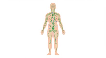 drainage lymphatique